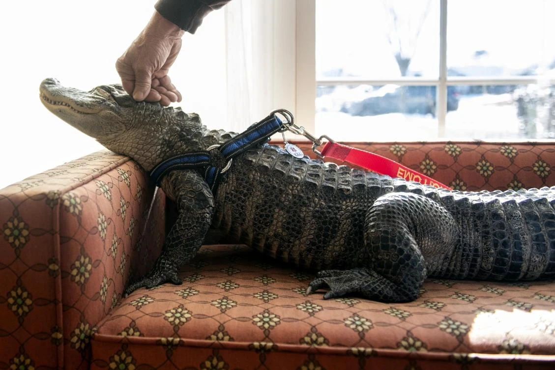 Man says emotional support alligator helps his depression