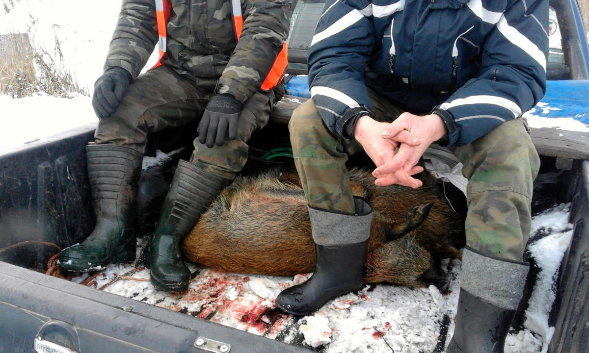 Polish animal activists block government-ordered boar hunt