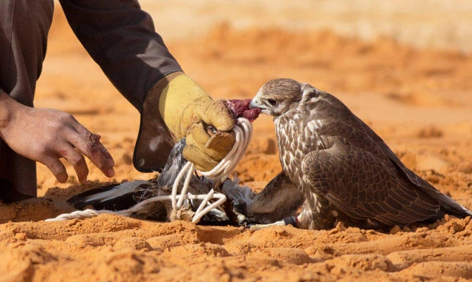 The falconry festival features local and international falconers. (SPA)