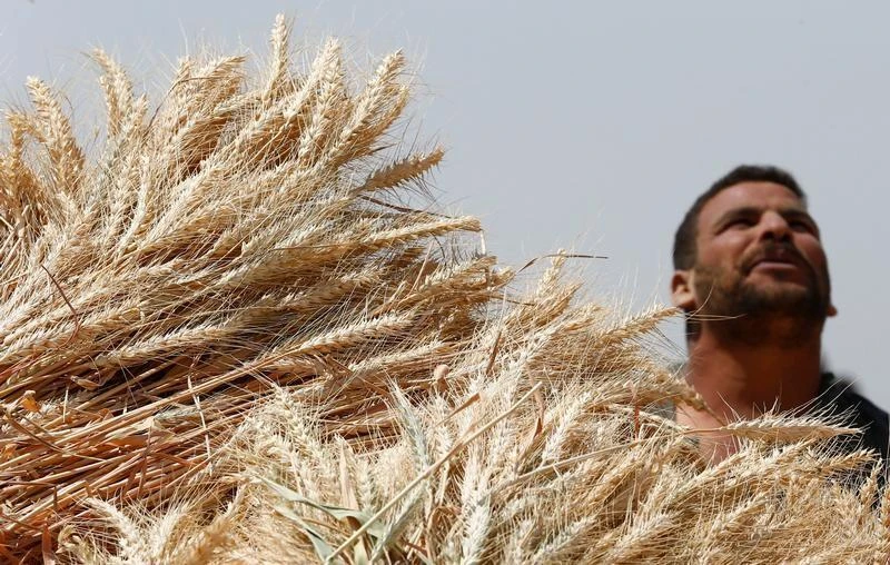 Egypt’s GASC tender attracts 4 offers for Chinese, Vietnamese and Indian rice — traders