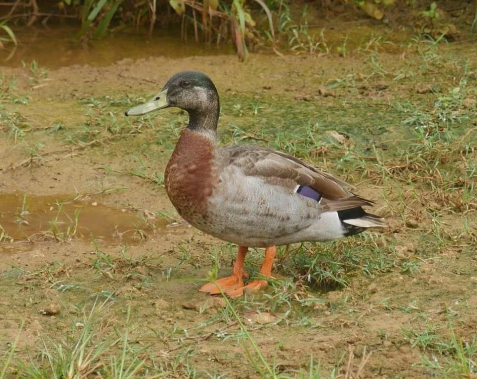 ‘World’s loneliest duck’ Trevor dies on tiny Pacific island nation