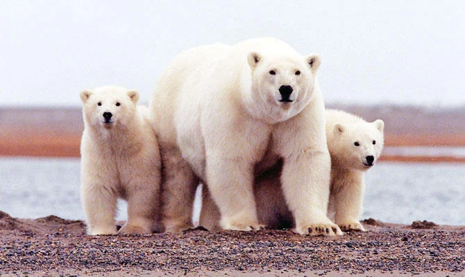As polar seas heat up, mammals will find less slow, stupid prey
