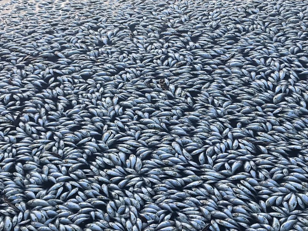 Sea of white: ‘Hundreds of thousands’ of fish dead in Australia