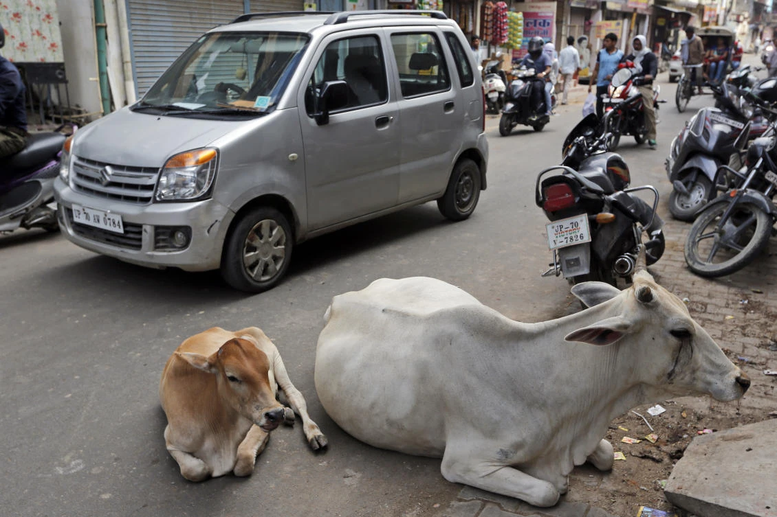 Authorities in India’s most populous state have been ordered to bar code stray cows and use vacant buildings to shelter them. (File/AP)