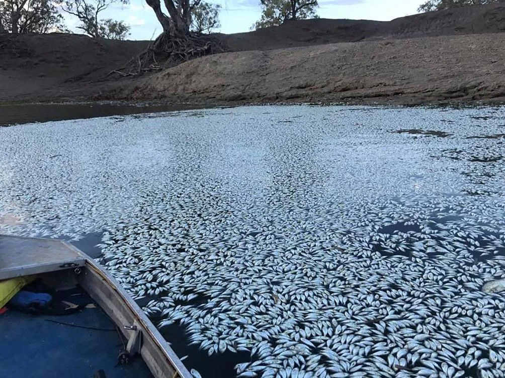 Thousands more fish have died in a key river system in drought-hit eastern Australia just weeks after up to a million were killed, authorities and locals said Jan. 28, sparking fears an ecological disaster is unfolding. (AFP)