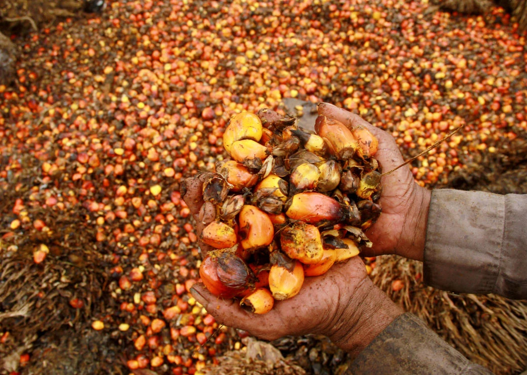 Palm oil, mainly produced in Indonesia and Malaysia, is used as feedstock for biofuels as well as being used in a wide variety of goods, ranging from food to soap. (File/Reuters)
