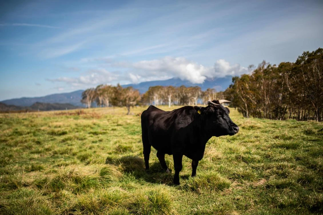 Each cow spends the 30 months of its life cossetted and pampered, reared stress-free and under constant medical watch. (AFP)