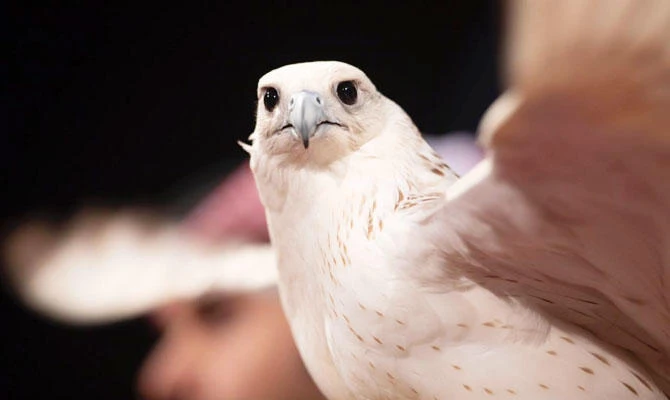 Saudi falconry festival draws to a close