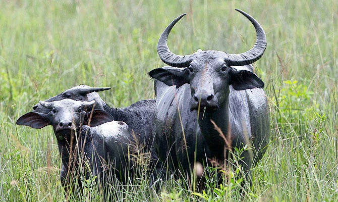 India’s buffalo meat exports to plunge amid China clampdown on illegal imports