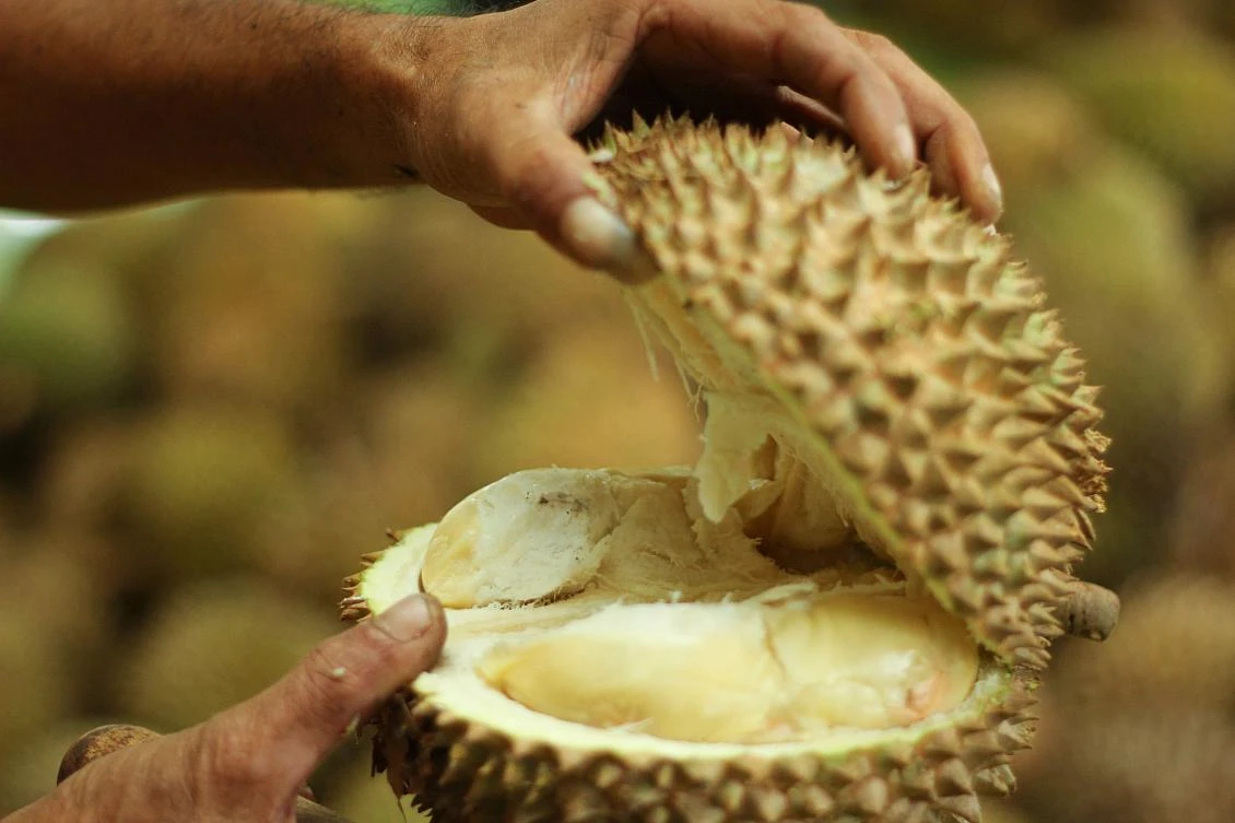 Chinese hunger for ‘world’s smelliest fruit’ threatens Malaysian forests