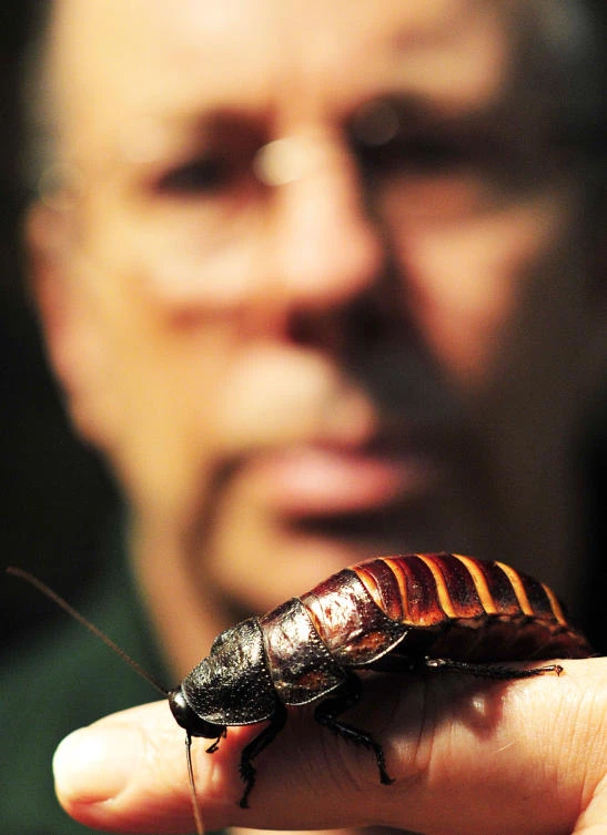 In this file photo taken on January 07, 2014, a keeper holds a hissing cockroach during a photo call for Whipsnade Zoo's annual stocktake in Dunstable, Bedfordshire, north of London. (AFP)