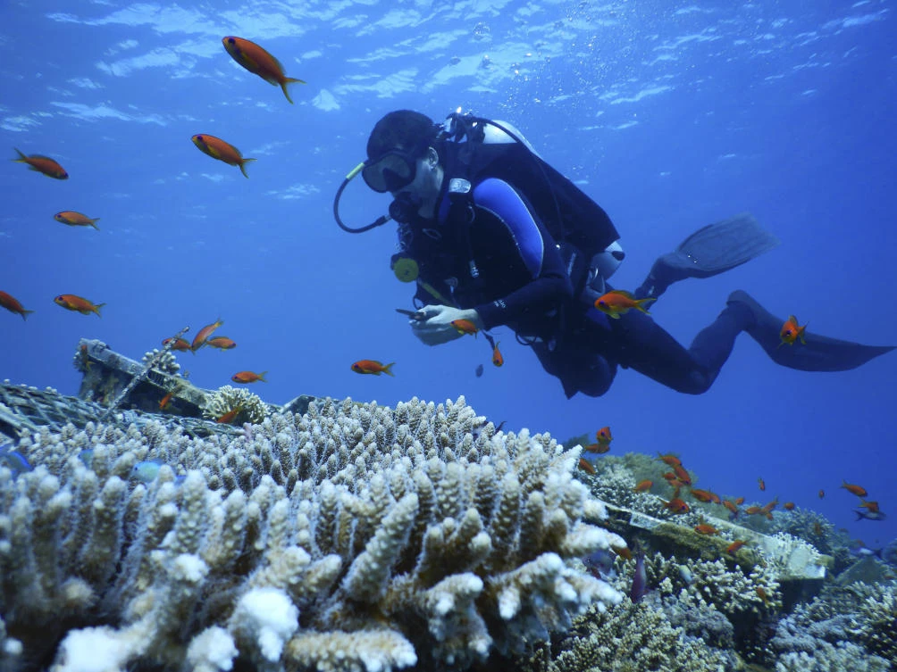 Northern Red Sea coral reefs may survive a hot, grim future