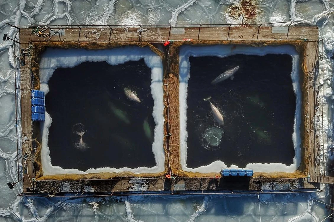 Russia’s murky whale trade meets China demand