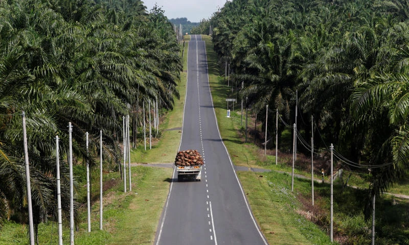 A truck carrying oil palm fruits passes through Felda Sahabat plantation in Malaysia. (Reuters)