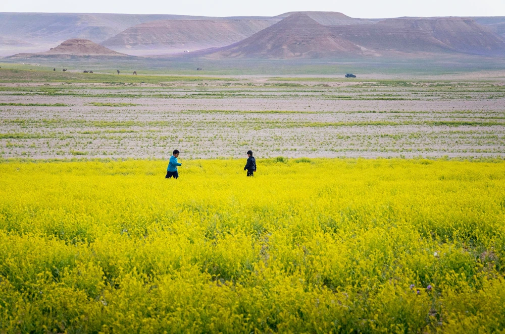 Spring Colors of Saudi Arabia's Al-Jouf