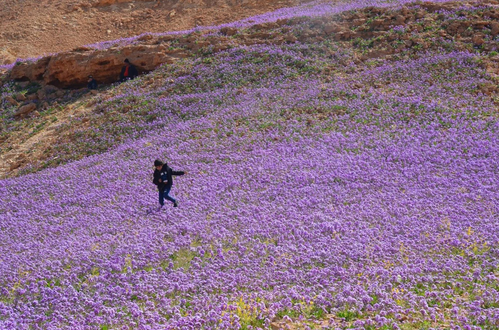 Spring Colors of Saudi Arabia's Al-Jouf