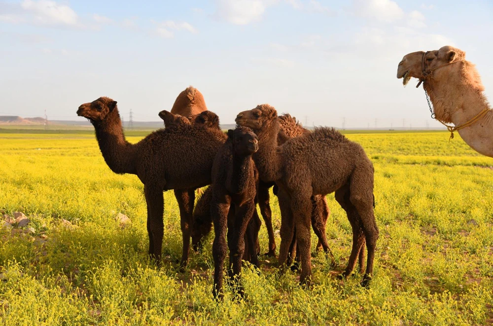 Spring Colors of Saudi Arabia's Al-Jouf