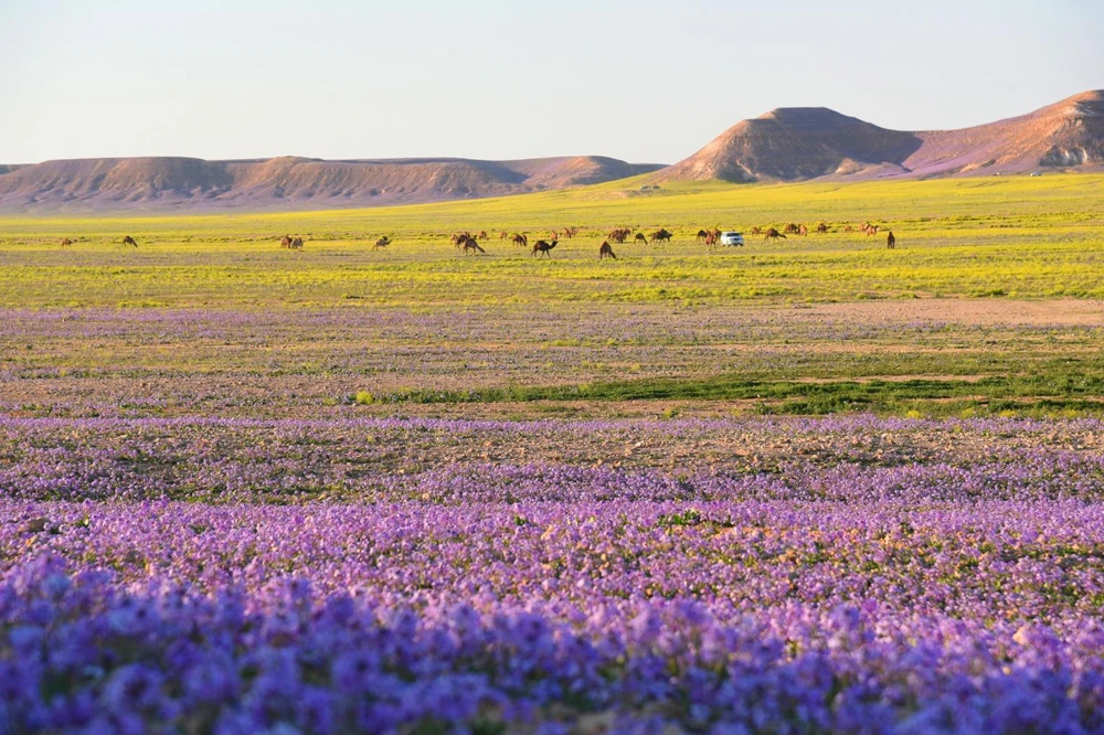 Spring Colors of Saudi Arabia's Al-Jouf