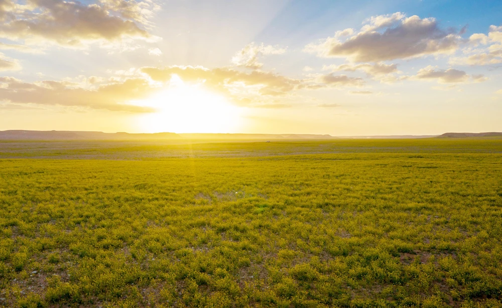 Spring Colors of Saudi Arabia's Al-Jouf
