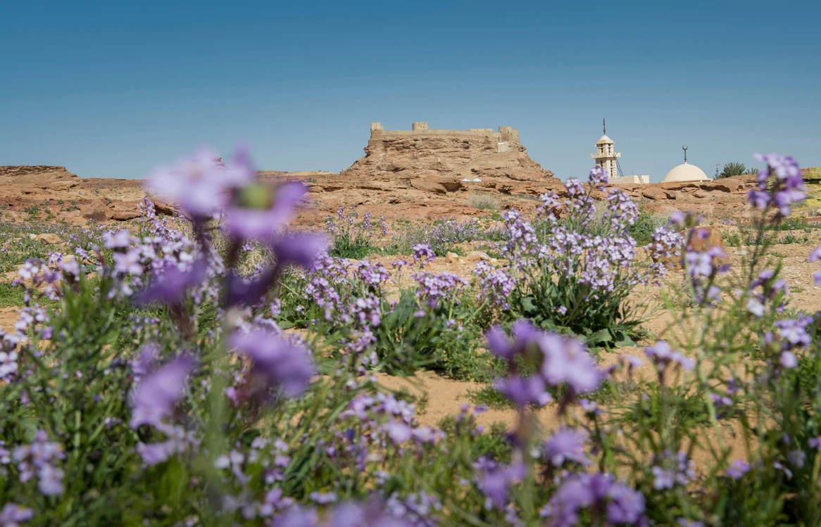Spring Colors of Saudi Arabia's Al-Jouf