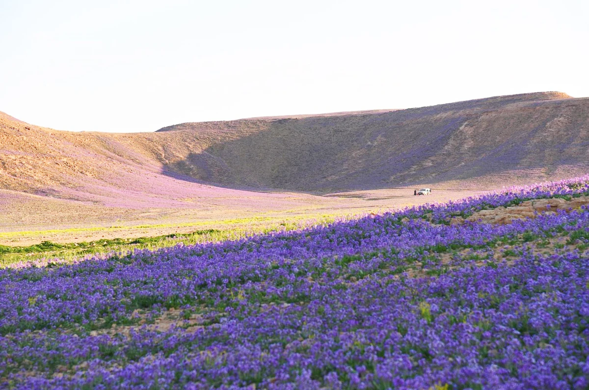 Spring Colors of Saudi Arabia's Al-Jouf