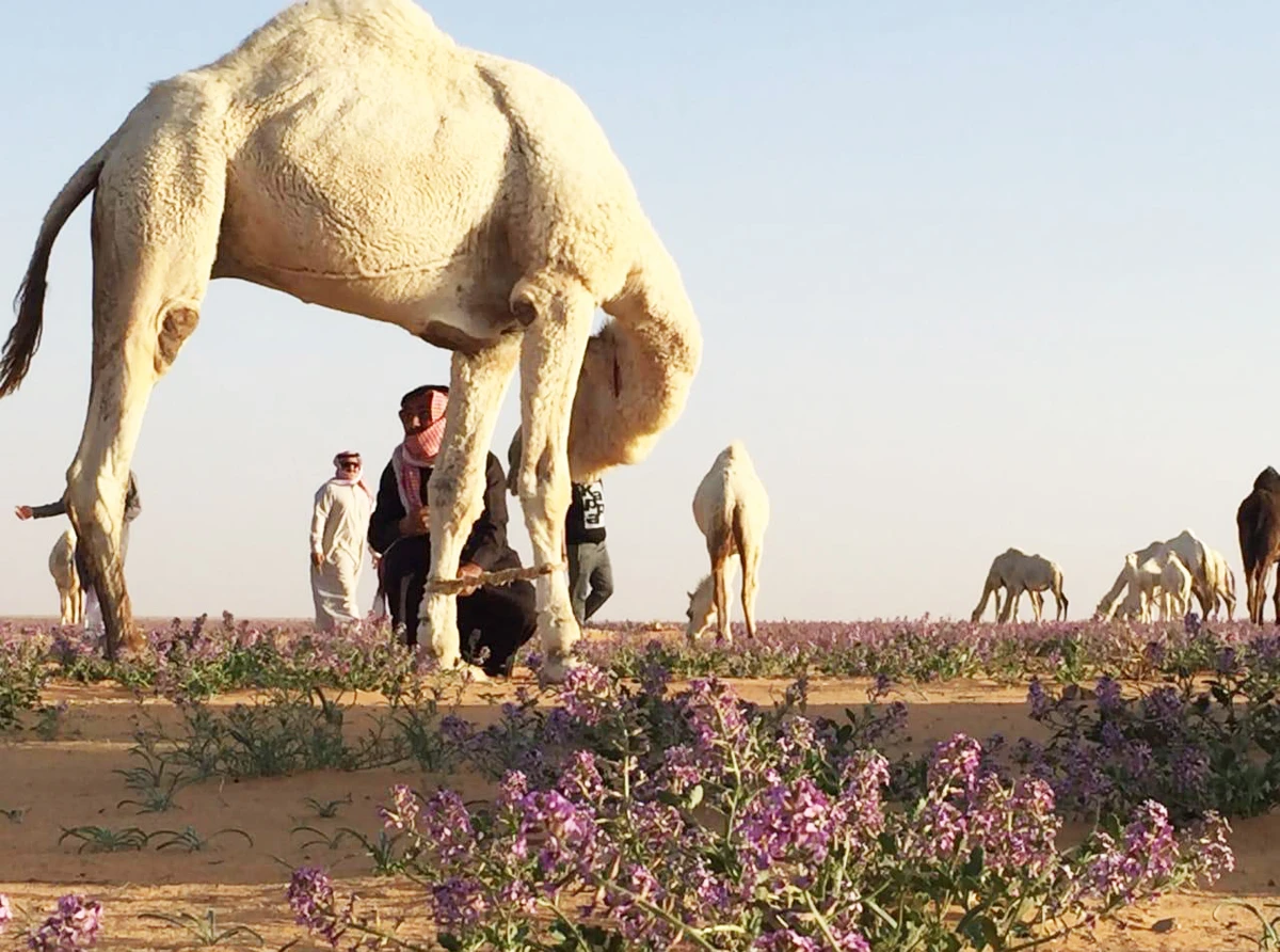 Spring Colors of Saudi Arabia's Al-Jouf