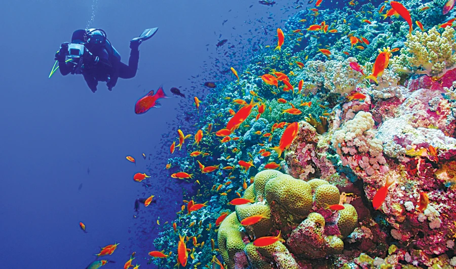 Saving Saudi Arabia’s stunning Red Sea habitats