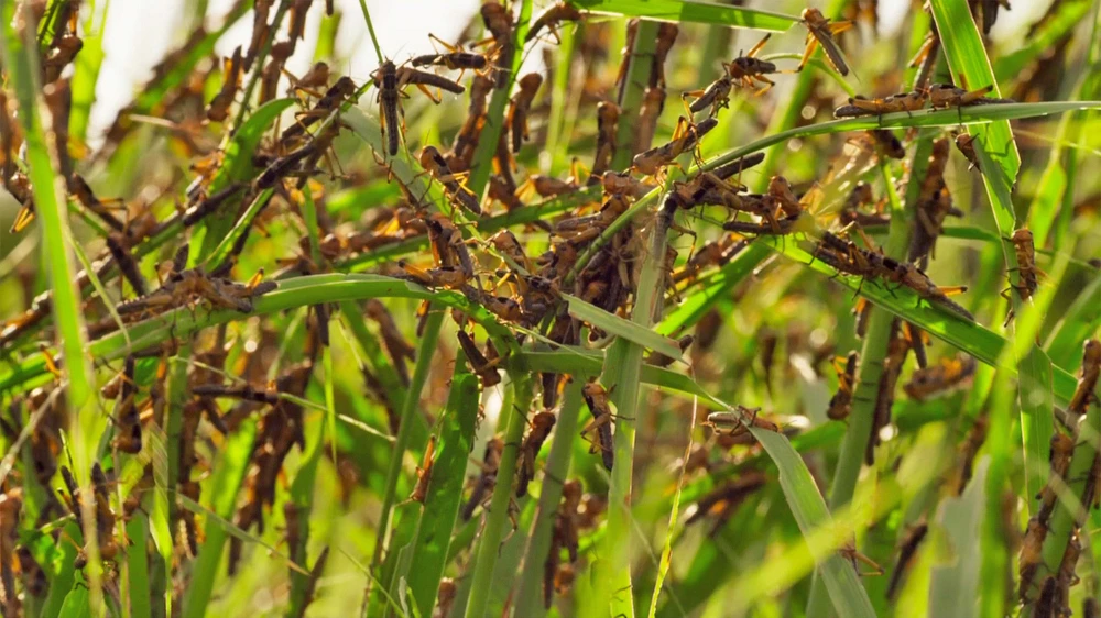 What’s 740 sq km in size, flies 400 km a day, and eats more food than 25 camels?