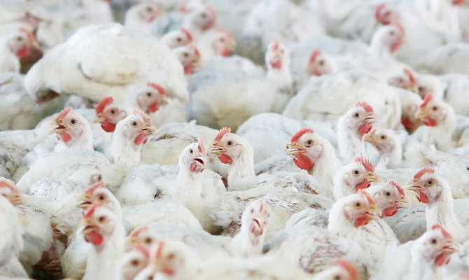 US ambassador to UK slams critics of American agriculture