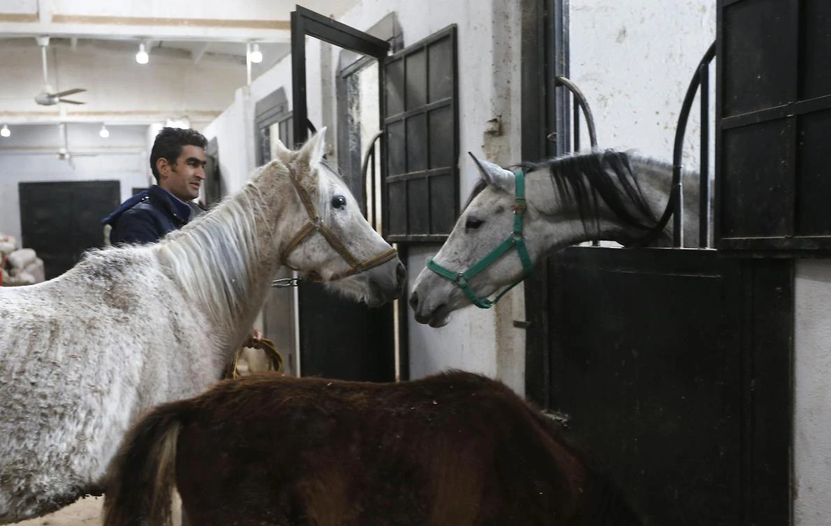 Karen, left, the only known female survivor of the Hadbaa Enzahe strain of Arabian purebreds, is one of dozens of Arabian horses in Syria recovering from the physical and psychological trauma of the fighting. (AFP)