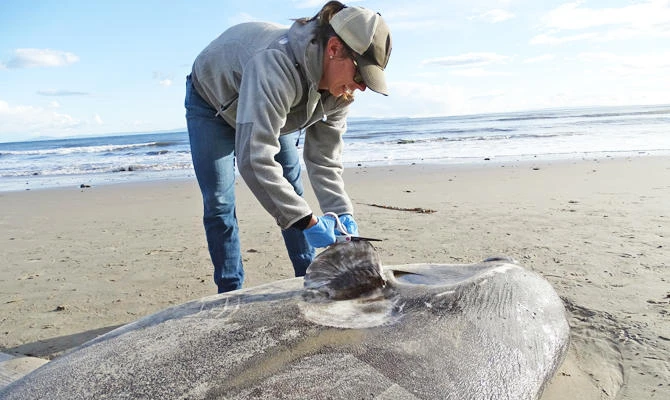 In this Feb. 21, 2019 photo, provided by UC Santa Barbara, Jessica Nielsen, a conservation specialist, examines a beached hoodwinker sunfish at at Coal Oil Point Reserve in Santa Barbara, Calif. (AP)
