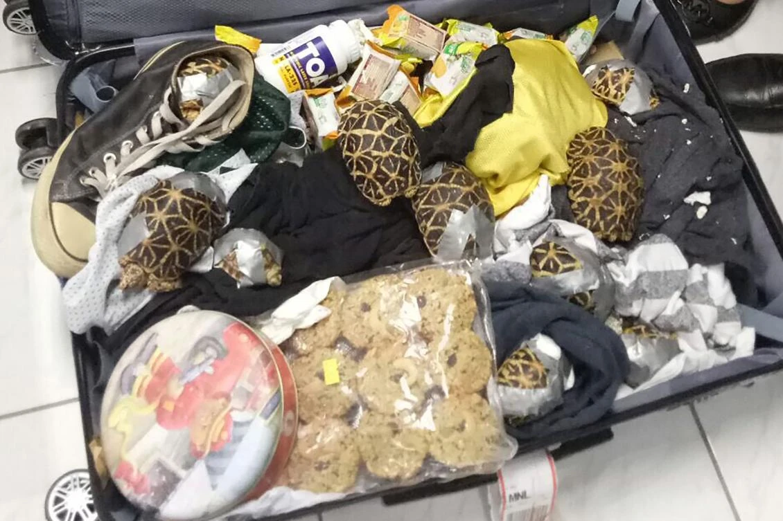 The 1,500 live exotic turtles confiscated on Sunday were likely destined to be sold in the Philippines or smuggled to other countries. (Bureau of Customs/AFP)
