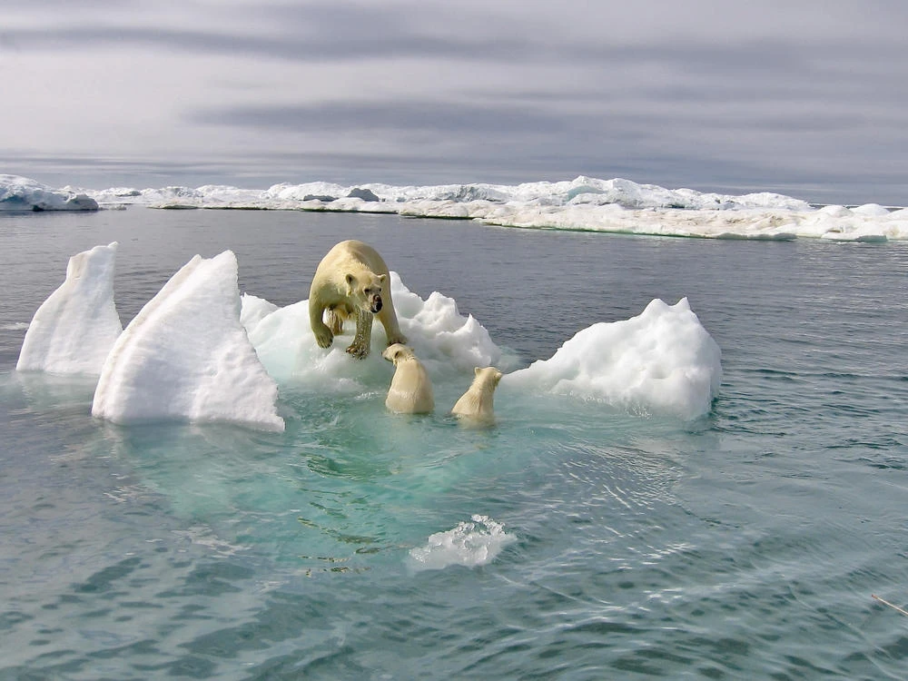 Scientists observe low sea ice in Bering Sea off Alaska