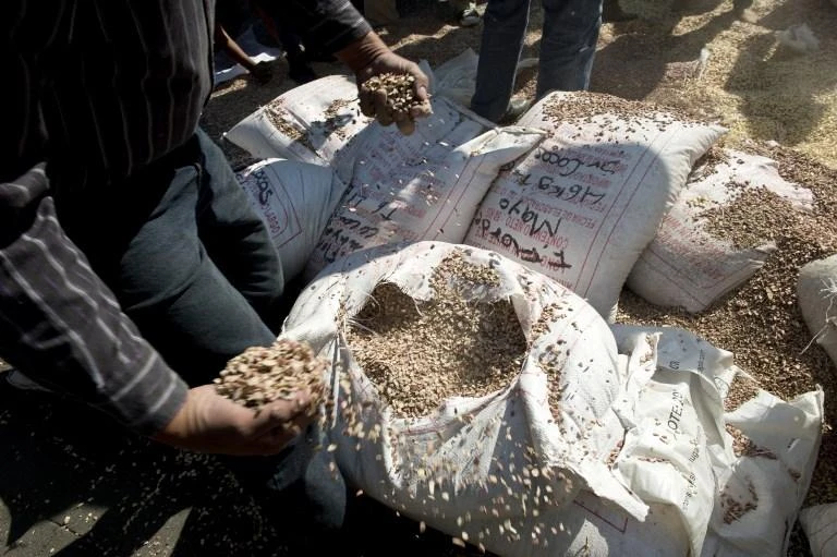 Mexican grains farmers have been ‘the big losers’ during decades of liberalized agricultural trade with the US. (AFP)