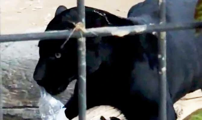 Jaguar claws Arizona woman who climbed zoo barrier to take a selfie