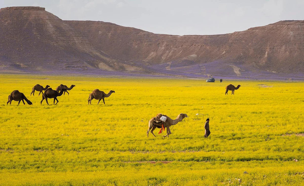 Spring Colors of Saudi Arabia's Al-Jouf