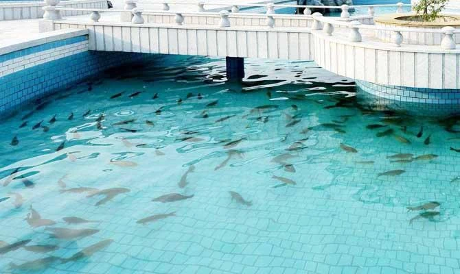 Fund to support 70% of fish farming projects in Saudi Arabia