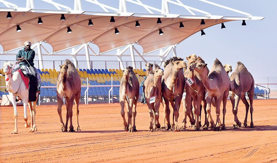 Ships of the desert take center stage in Riyadh