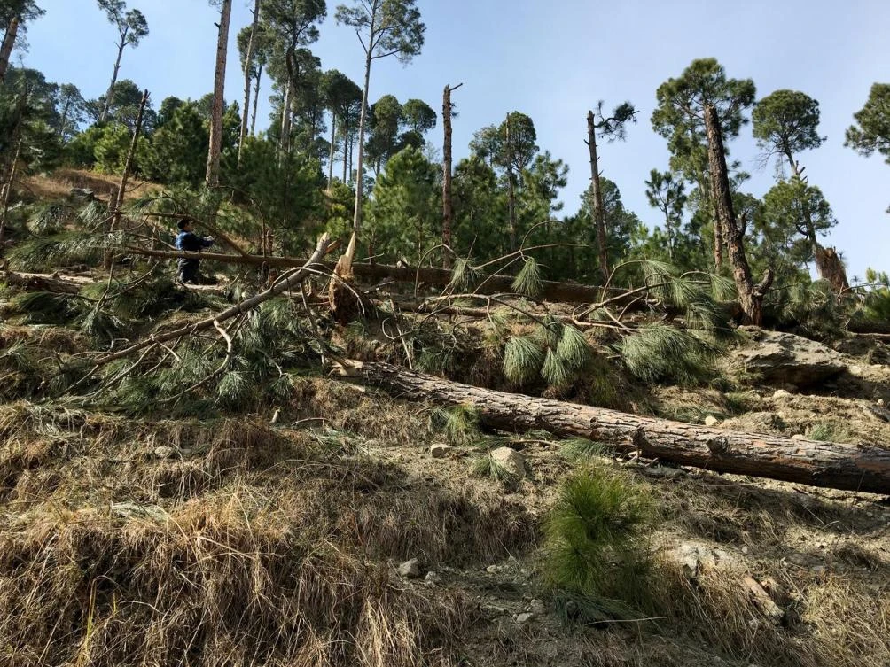 A man takes a photo with his mobile as he stands amidst damaged trees in Jaba village, Balakot, Pakistan February 28, 2019. (Reuters)