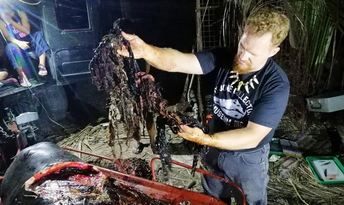 Dead whale in Philippines had 40 kg of plastic in stomach