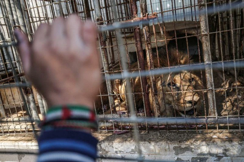 Palestinian children look through the bars of a cage at a lion at Rafah Zoo in southern Gaza. (AFP)
