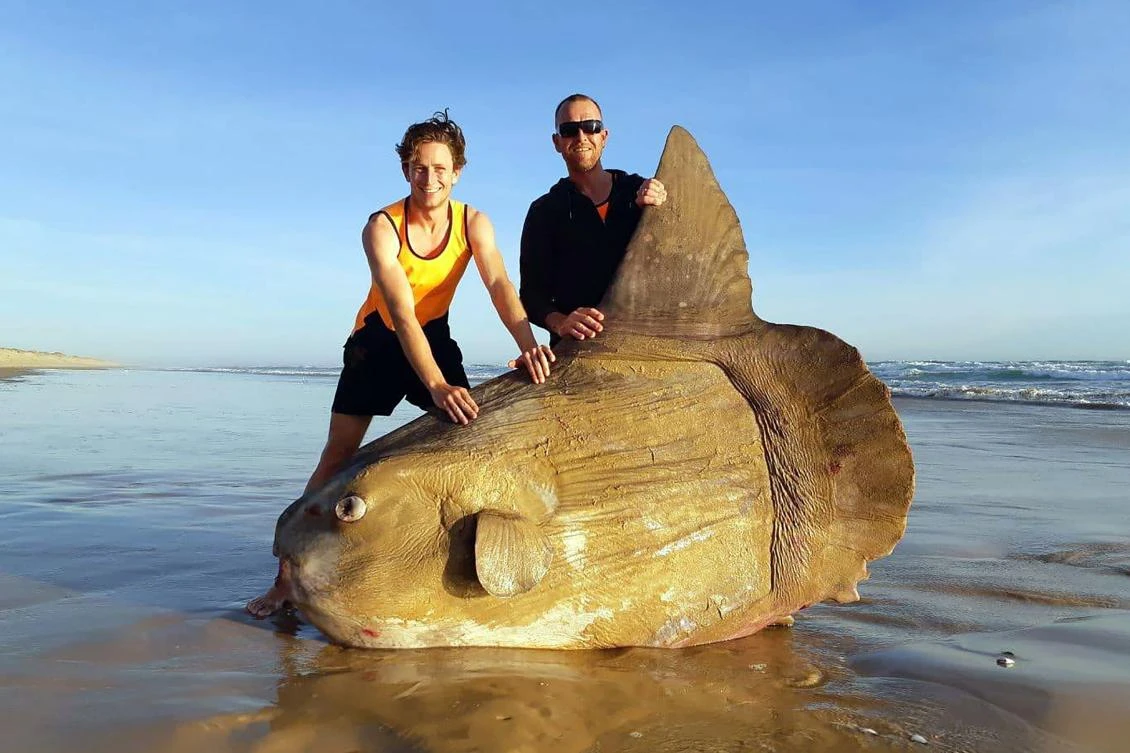 The 1.8 meter (six feet) specimen — believed to be a Mola Mola, or ocean sunfish — washed ashore near the mouth of the Murray River in South Australia at the weekend. (AFP)