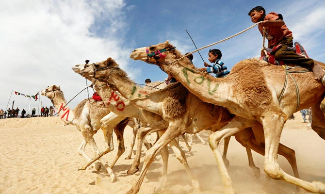 Jockeys, most of whom are children, compete on their mounts during the 18th International Camel Racing festival at the Sarabium desert in Ismailia, Egypt, March 12, 2019. Picture taken March 12, 2019. (REUTERS)