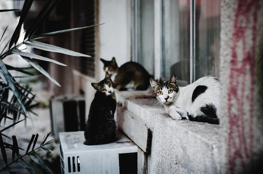 Calling all cat lovers: Dubai art gallery spotlights strays