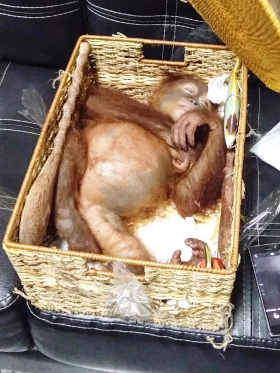 Indonesia busts Russian smuggling drugged orangutan