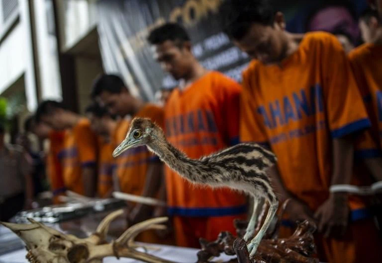 A stuffed exotic bird is among others seized by Indonesian authorities during an anti-smuggling operation. (AFP)