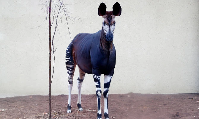 An Okapi is pictured in its enclosure at Antwerp's zoo, Belgium, March 28, 2019. (REUTERS)