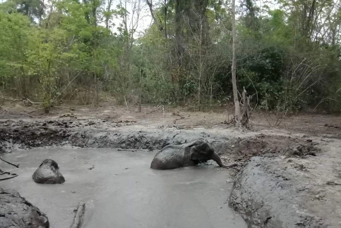 Stranded baby elephants rescued by Thai rangers