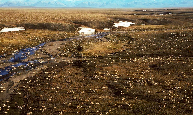 This undated aerial photo provided by U.S. Fish and Wildlife Service shows a herd of caribou on the Arctic National Wildlife Refuge in northeast Alaska. (AP)