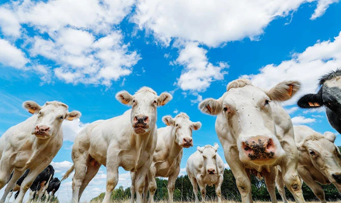 Cows stand in a field near the village of Hargimont, Belgium August 11, 2018. (REUTERS)